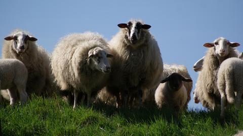 Tactile, soft, breathable, warm, sustainable, fabulous wool tweed!